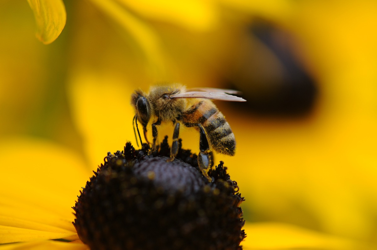 bee