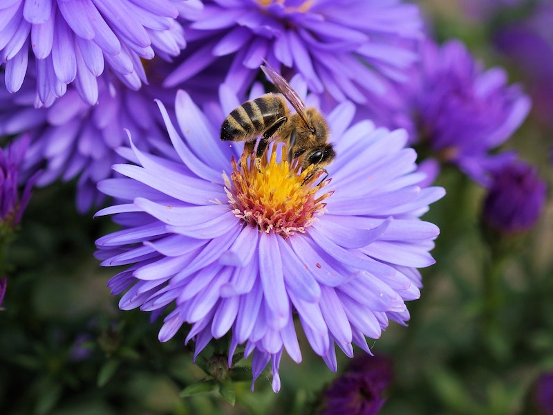 A Purple secondary flower