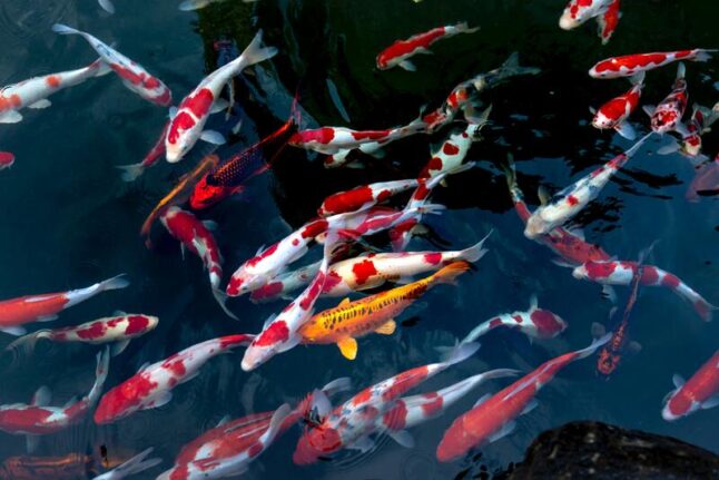 Different color Koi Fish in Pond