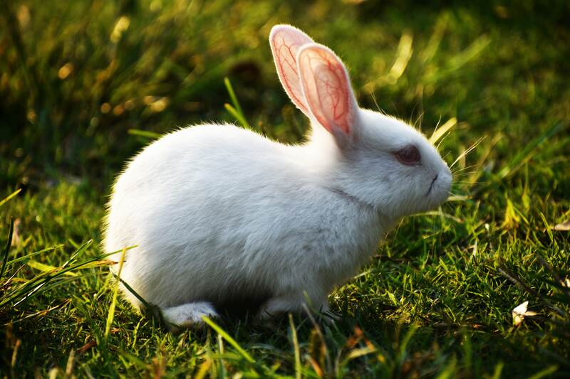 rabbit