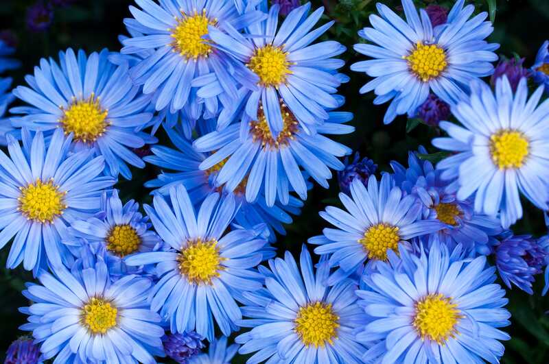 Blue flowers