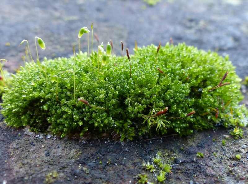 moss in lawn