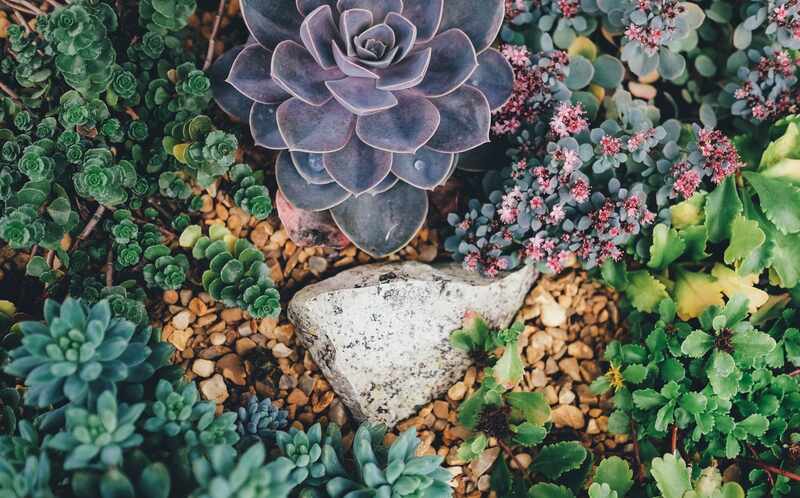 succulent garden