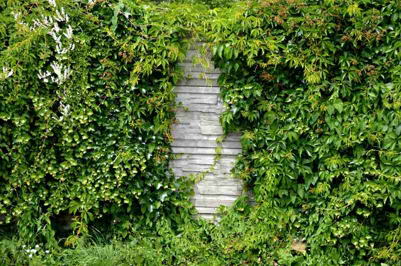 ivys in a vertical garden