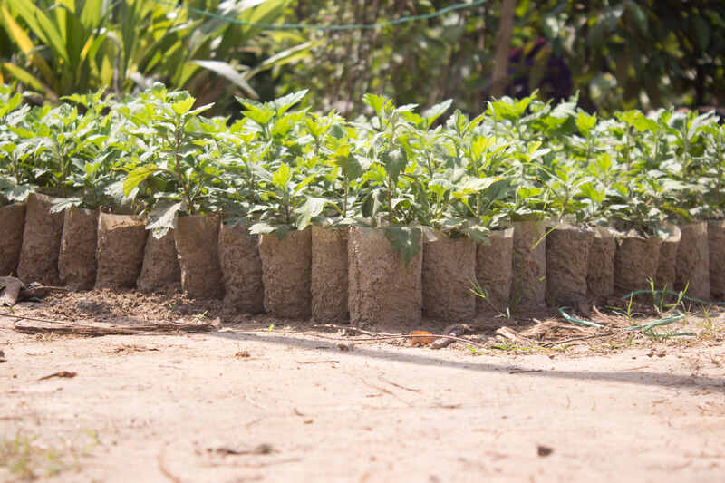 plant seedings in a lawn