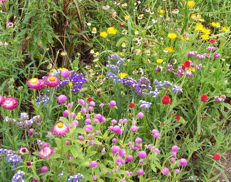 A wildflower garden