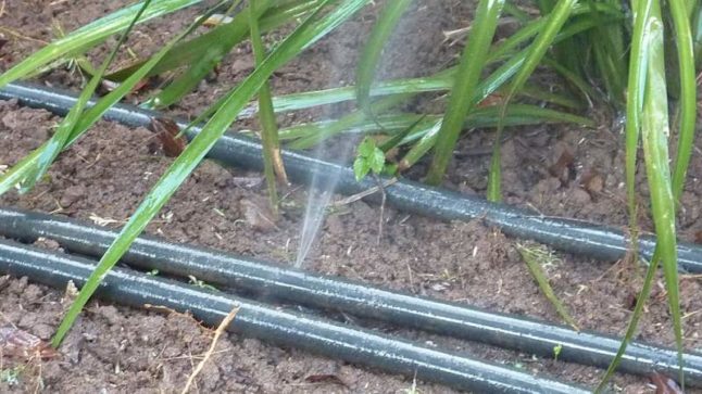 Water leaking from broken irrigation tube