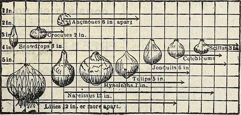 bulb illustration