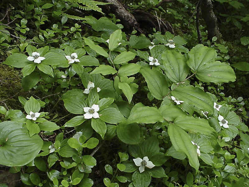 bunchberry