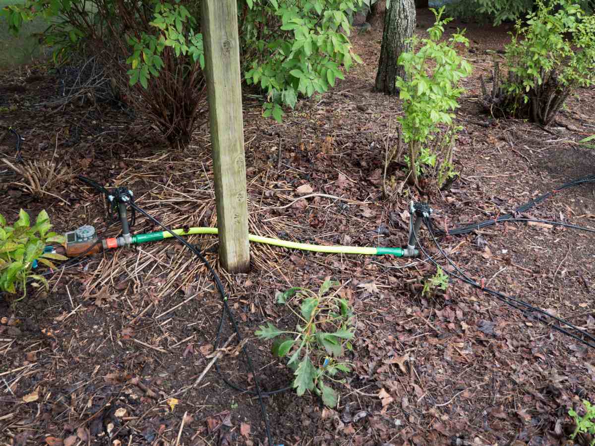 Drip Irrigation on New Hydrangea Garden