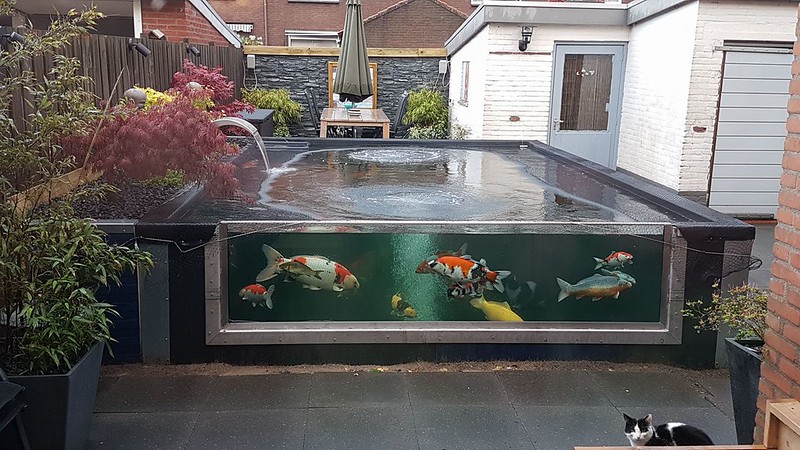 Raised Koi pond