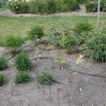 The Pros and Cons of a Drip Irrigation System