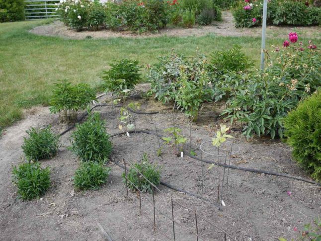 Garden with drip irrigation tubes
