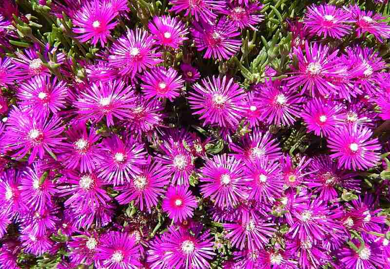 Delosperma