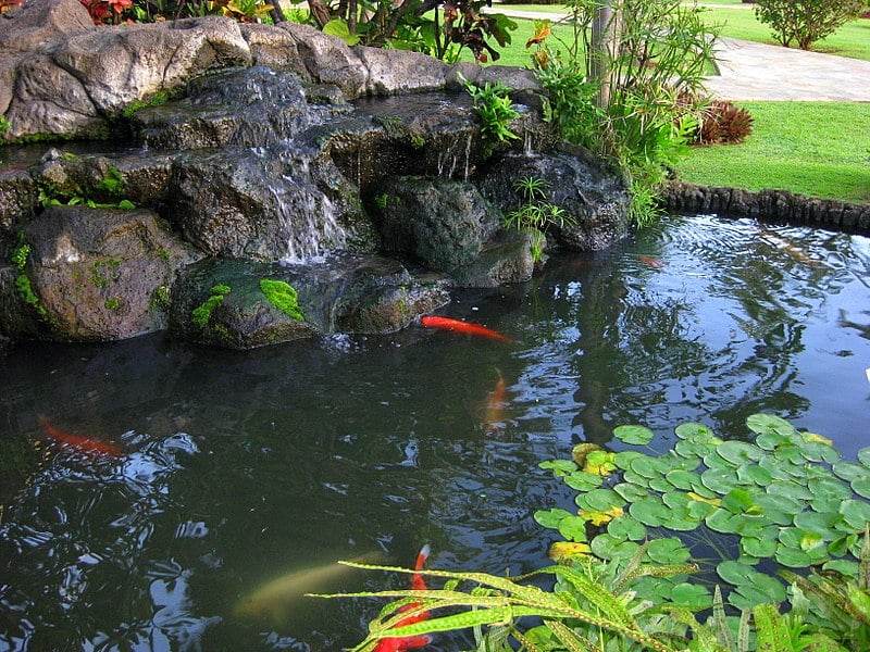 Viewing platform koi pond