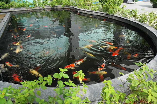 Modern pond