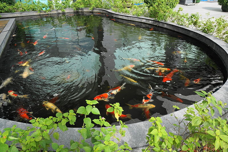 Colorful backyard pond clearance fish