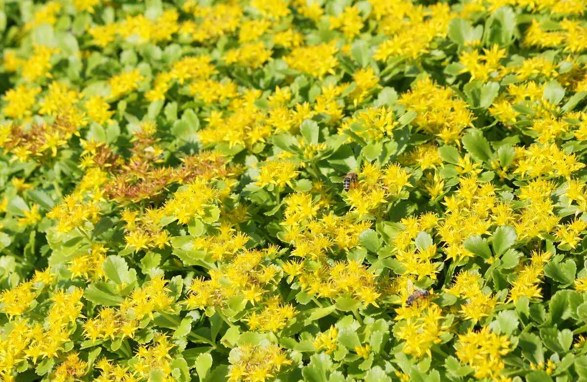 honey bee sitting on sedum kamtschaticum flowers