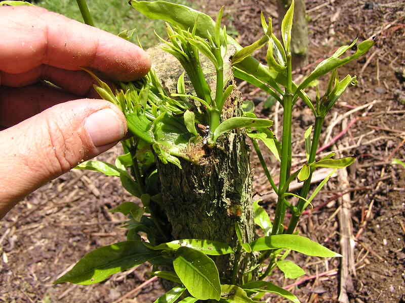 closeup of a seedling