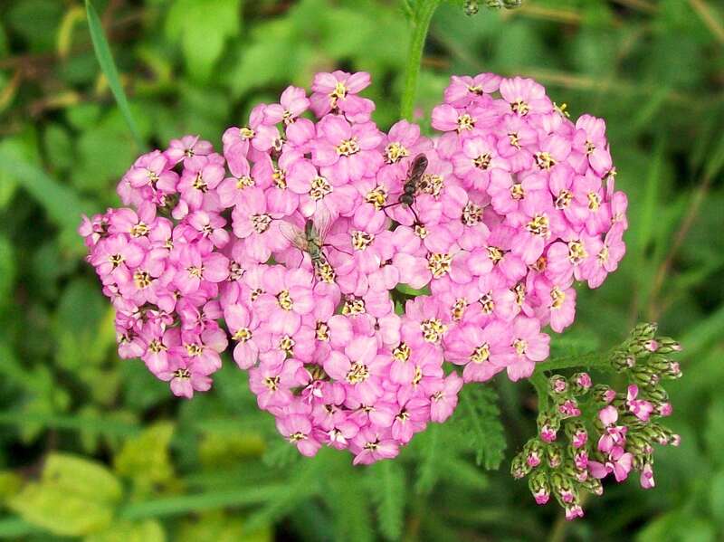 Achillea Millefolium