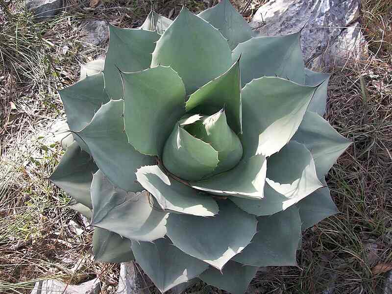 Agave Ovatifolia