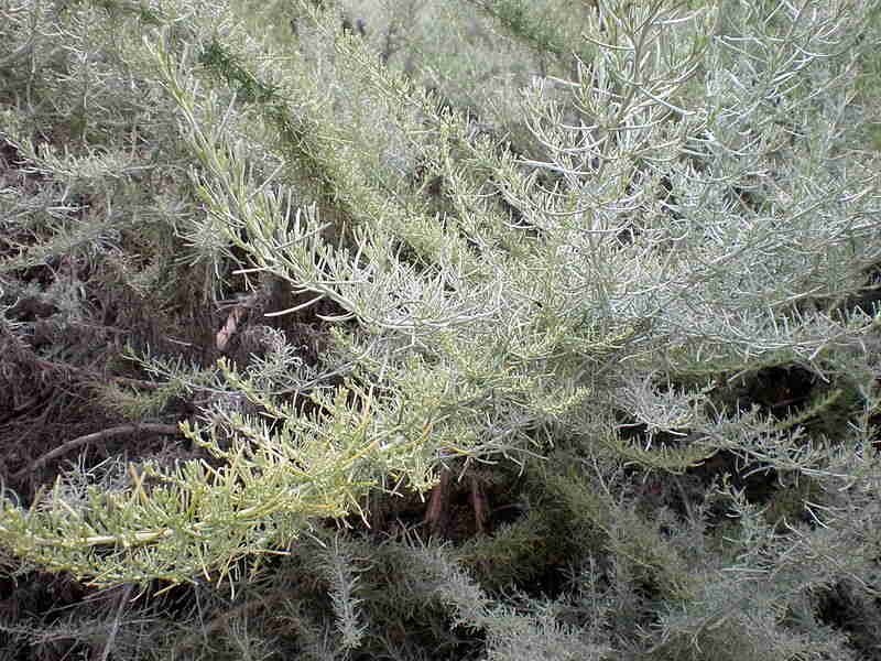 Artemisia Californica