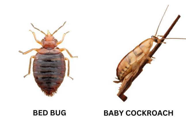 9 Bugs That Look Like Bed Bugs - Lawnstarter