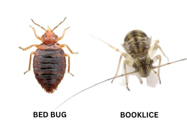 9 Bugs That Look Like Bed Bugs - Lawnstarter 9 Bugs That Look Like Bed Bugs - Lawnstarter