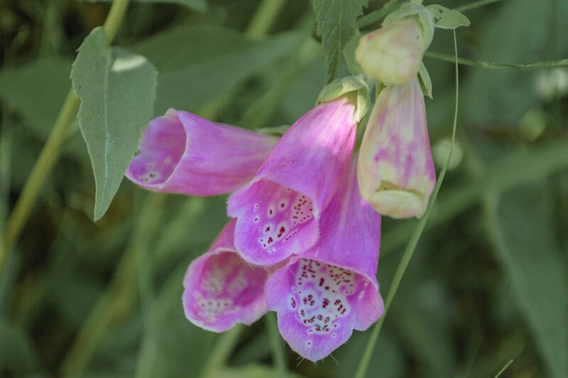 Beardtongue