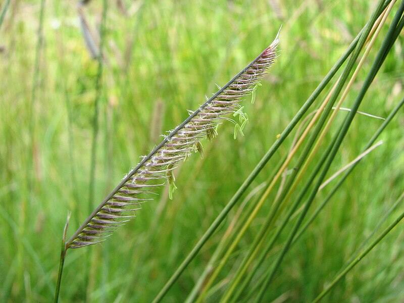 Bouteloua Gracilis