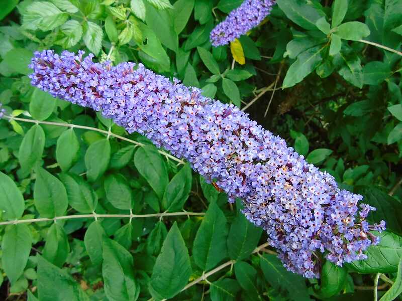 Buddleja