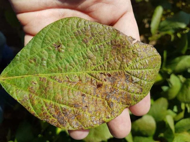 Person holding diseased leaf in hand