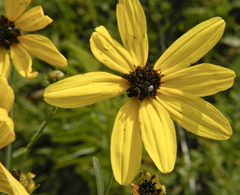 Coreopsis Tripteris