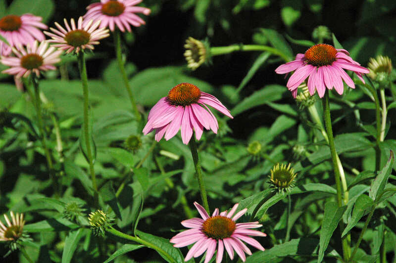 Echinacea Purpurea