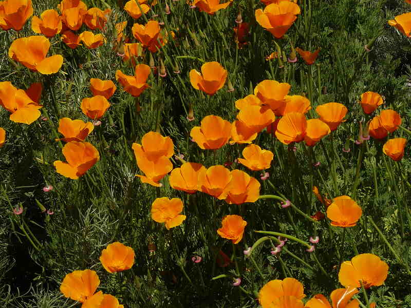 Eschscholzia Californica