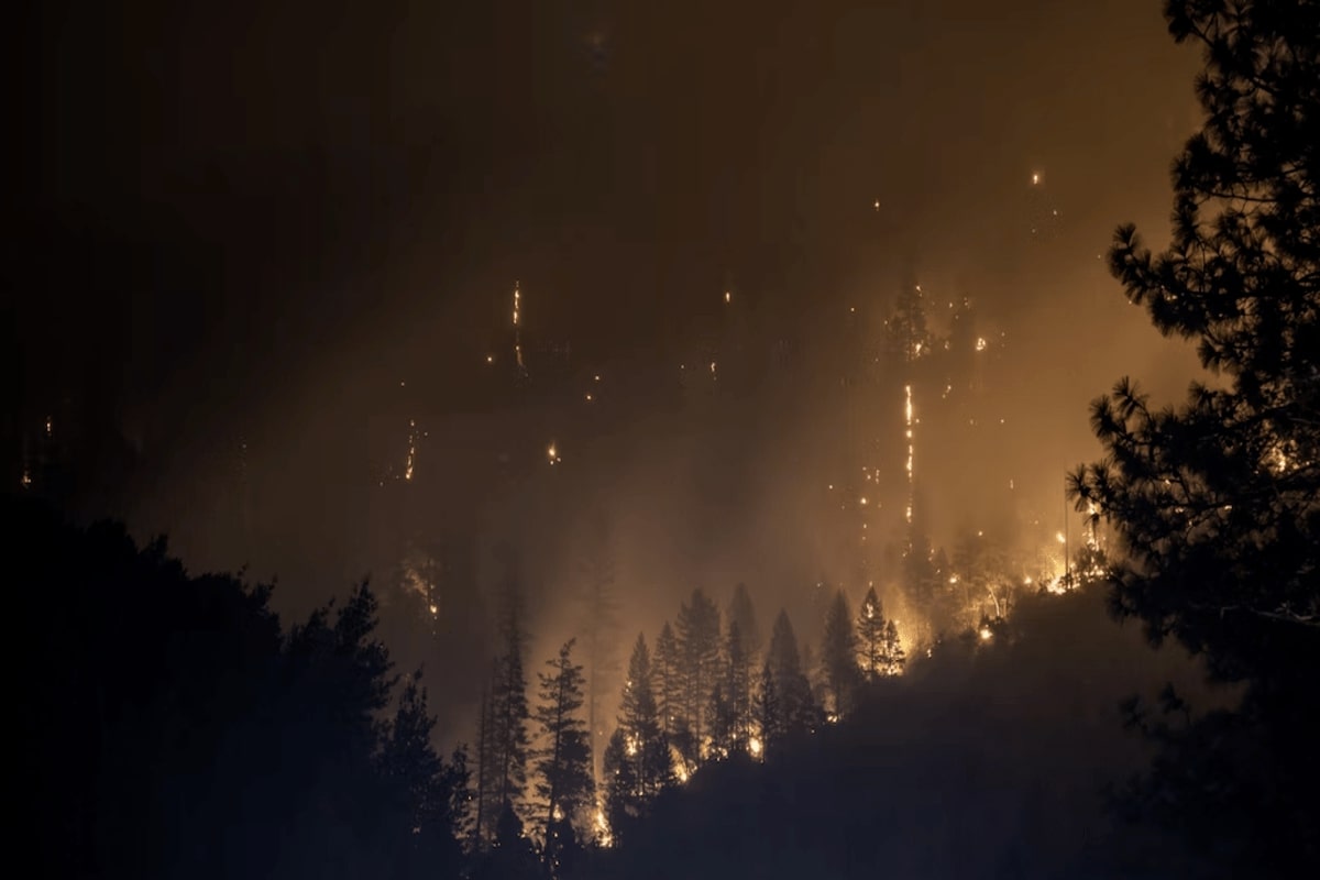 fire in a jungle