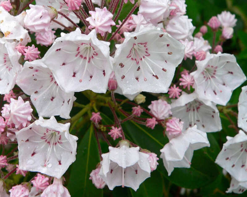closeup of white flowers 