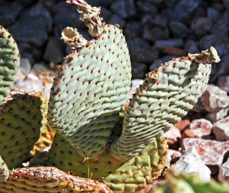 Opuntia Basilaris