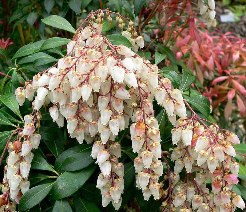 Pieris japonica