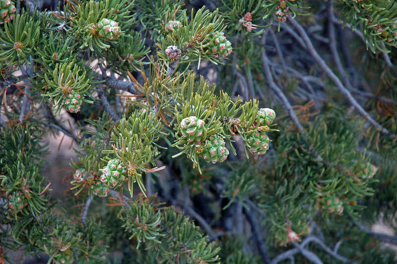 Pinus Edulis