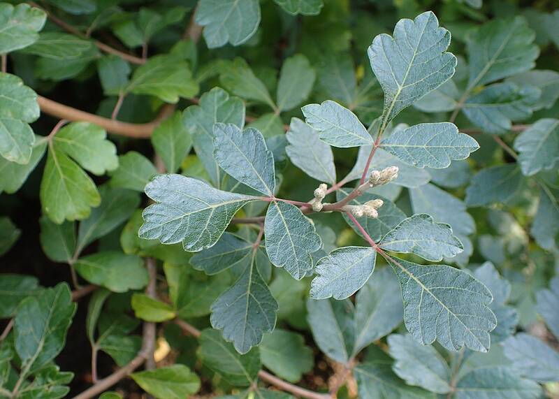 closeup of Fragrant Sumac