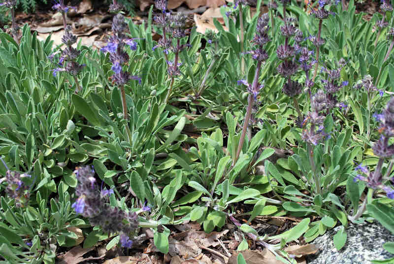 Salvia Sonomensis