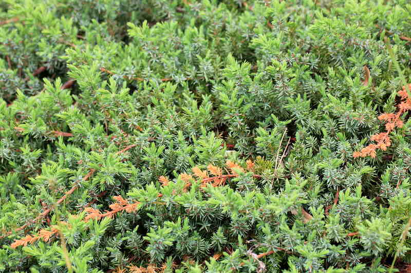 Shore Juniper