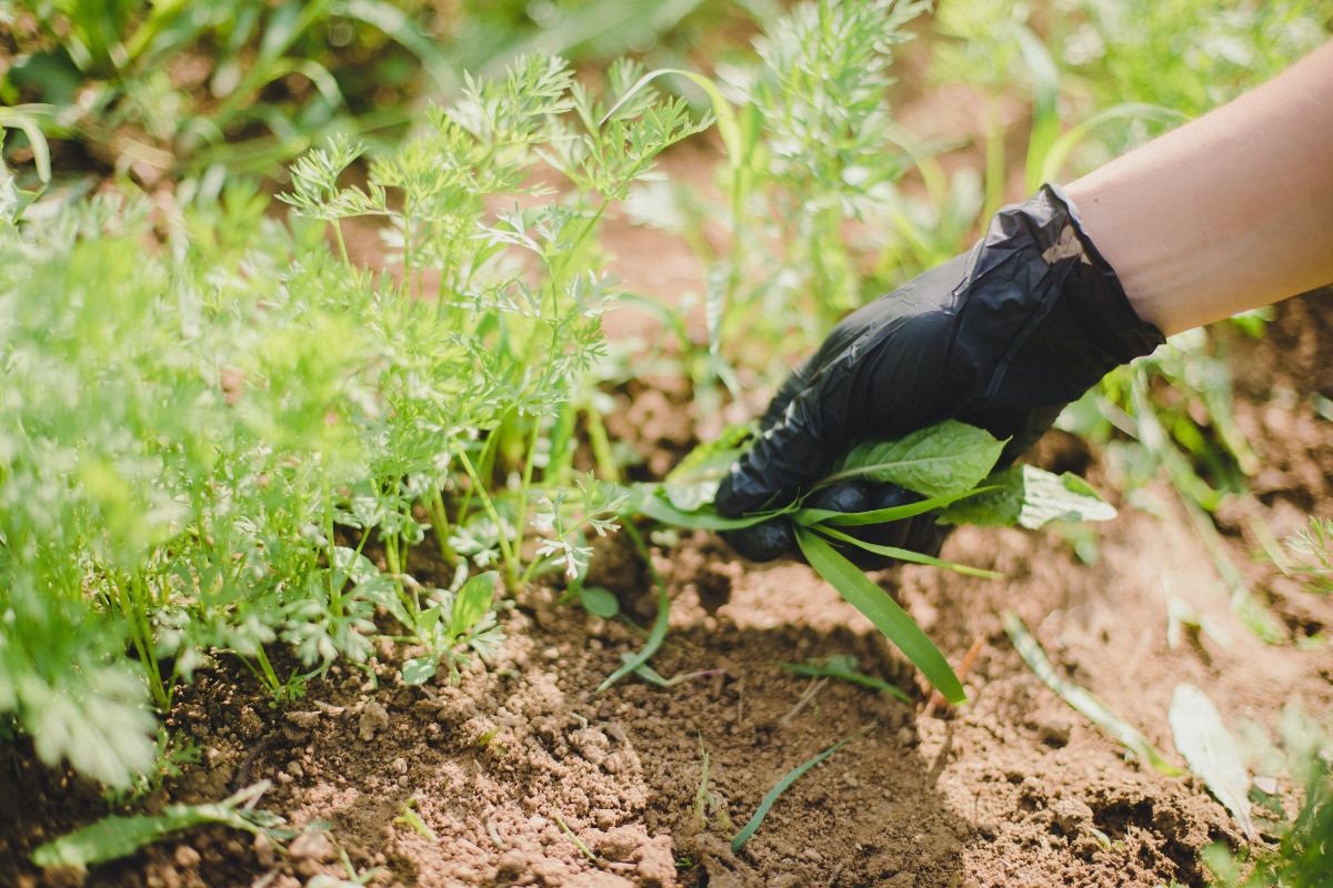 a person removing weed out of the garden