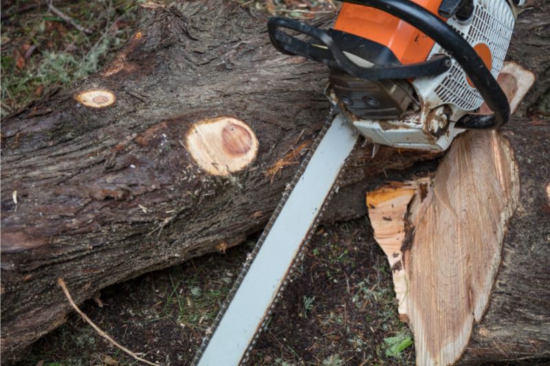 a picture of chainsaw placed near a bark