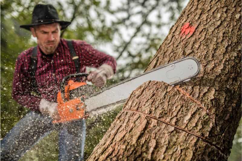 a person cutting a tree with a chainsaw