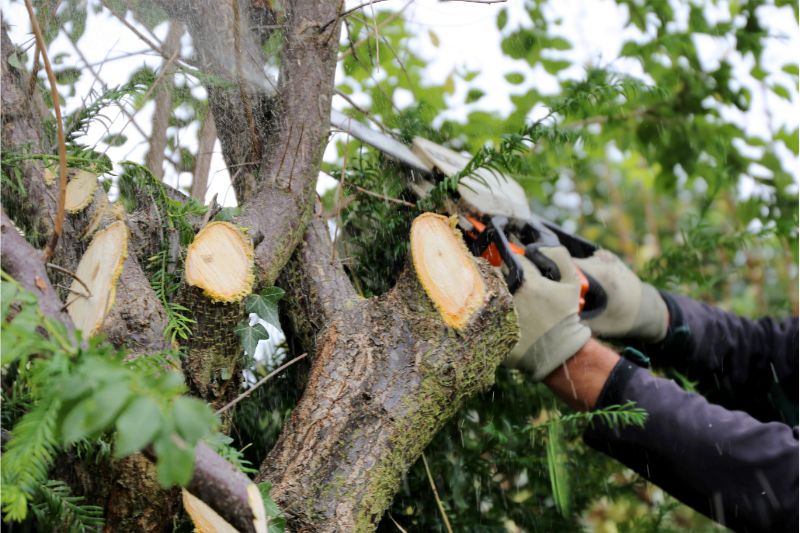 a person cutting the shark of a tree