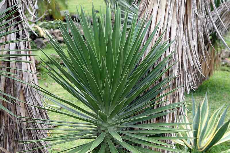 Yucca Aloifolia