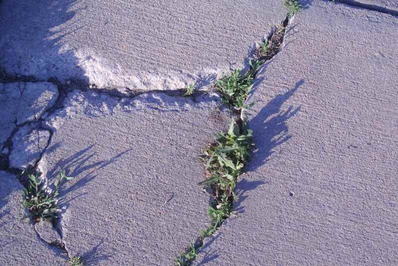Plants grown in cracks of a driveway
