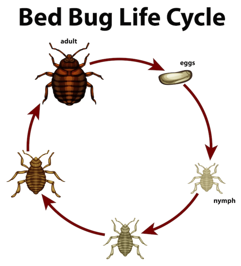 bed bug lifecycle